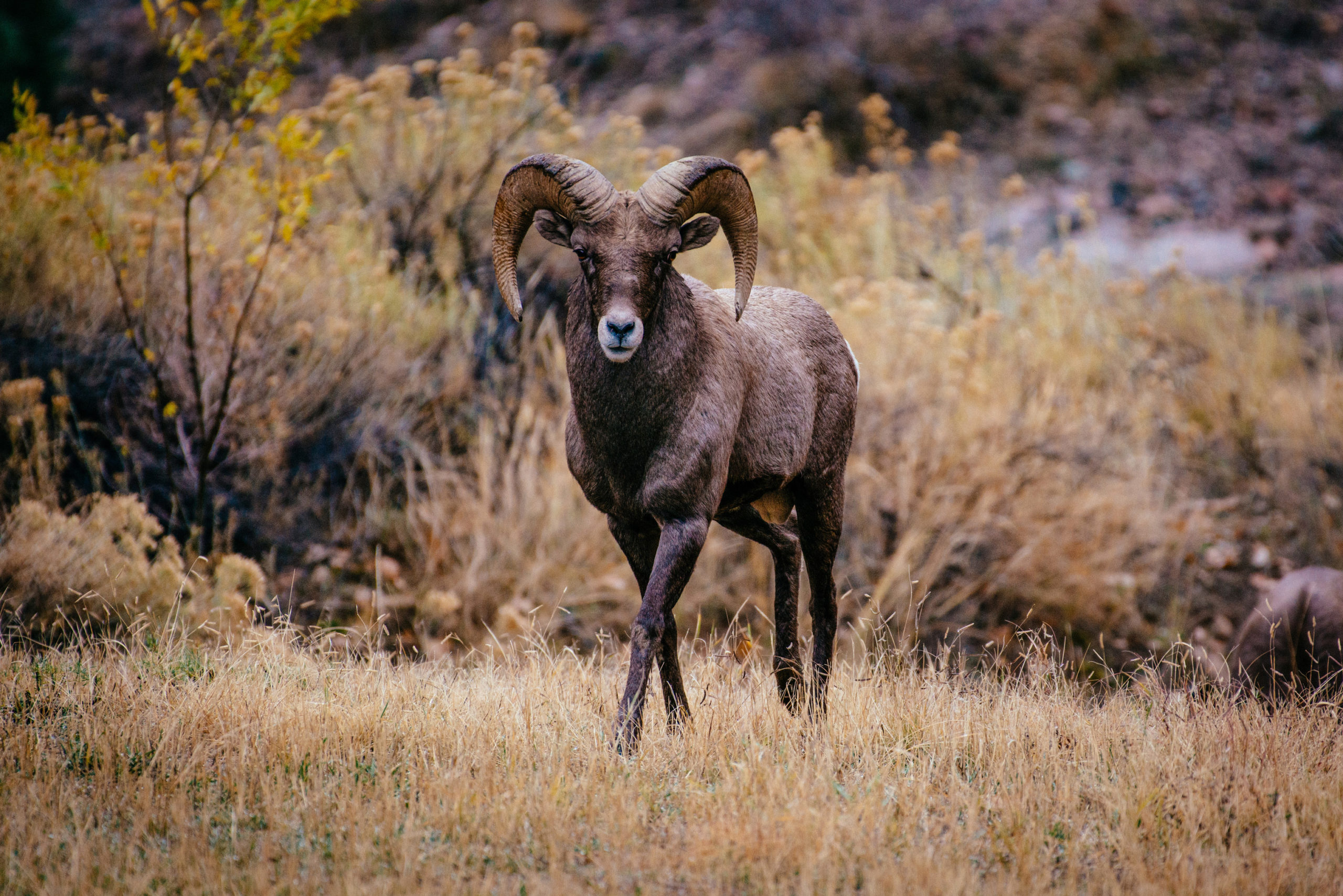 Bighorn Sheep Colorado Wildlife Council