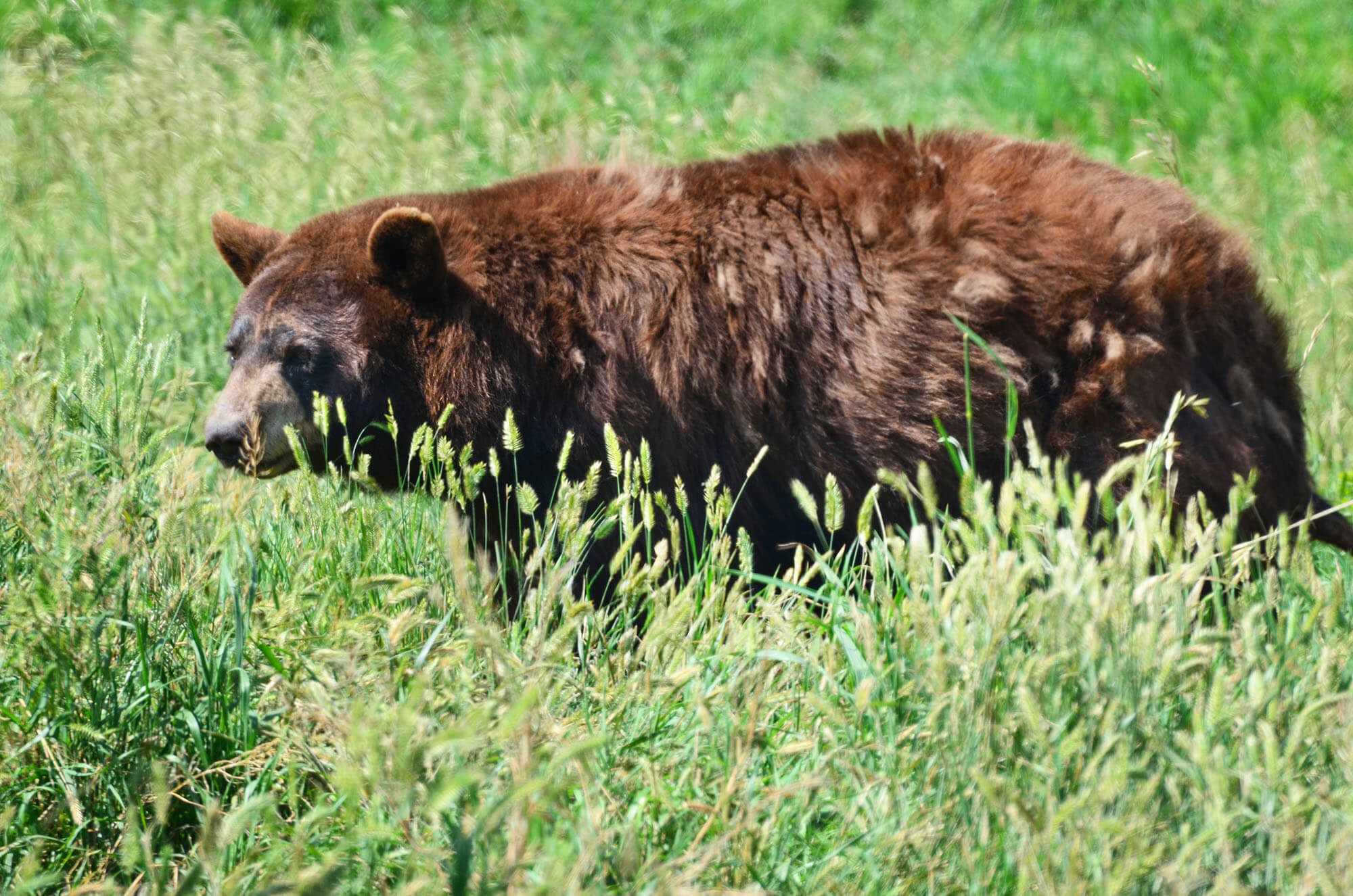 Bear walking through a meadow