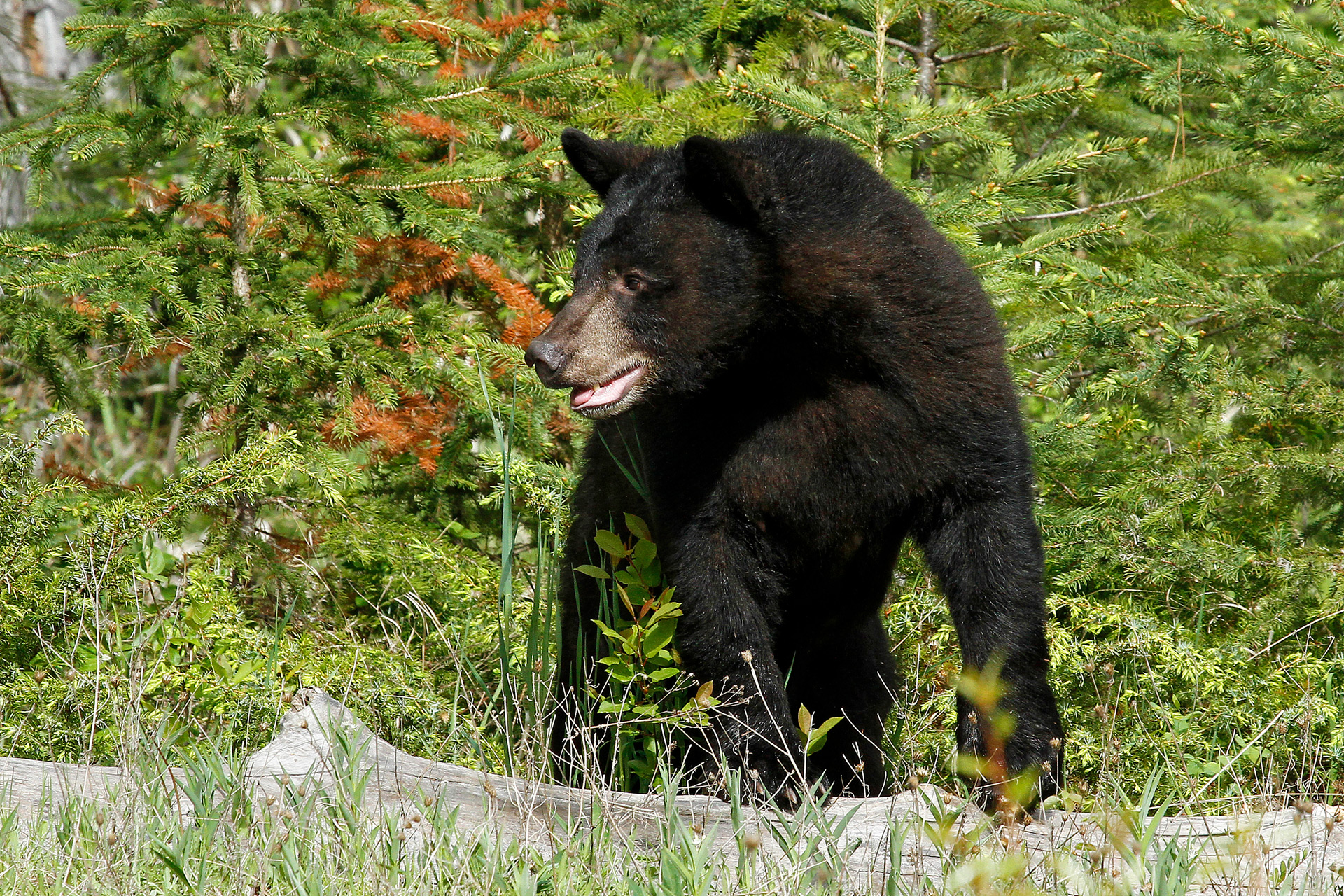 Black Bear - Colorado Wildlife Council