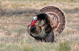 Wild Turkey