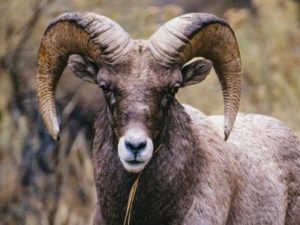 Bighorn Sheep