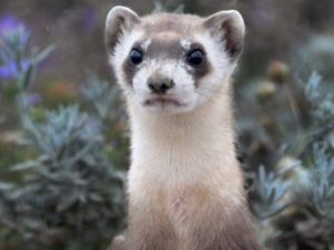 Black-Footed Ferret