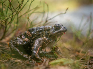 Boreal Toad