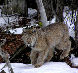 Canada Lynx