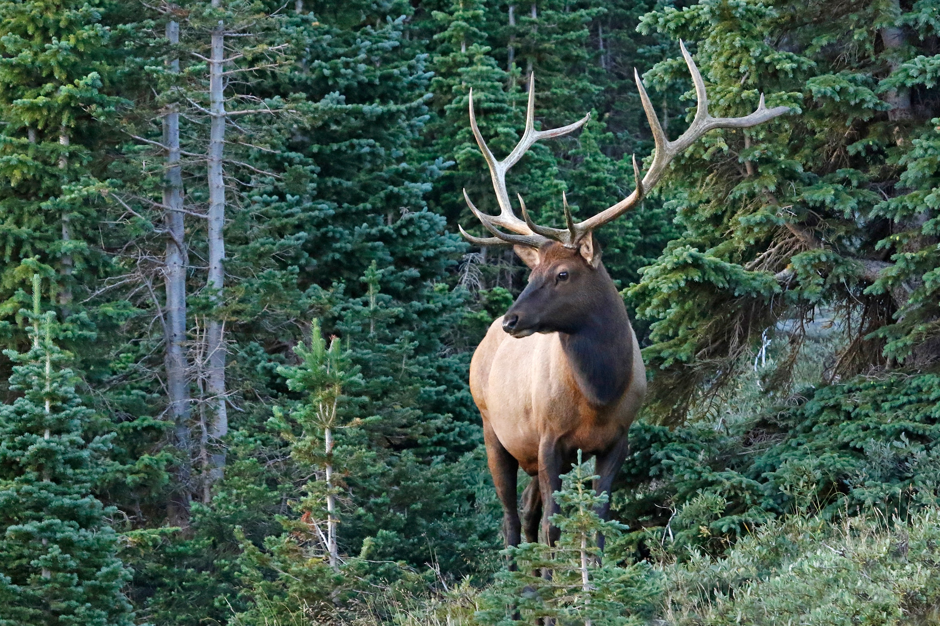 Elk Colorado Wildlife Council