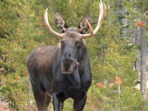 Moose