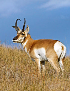 Pronghorn