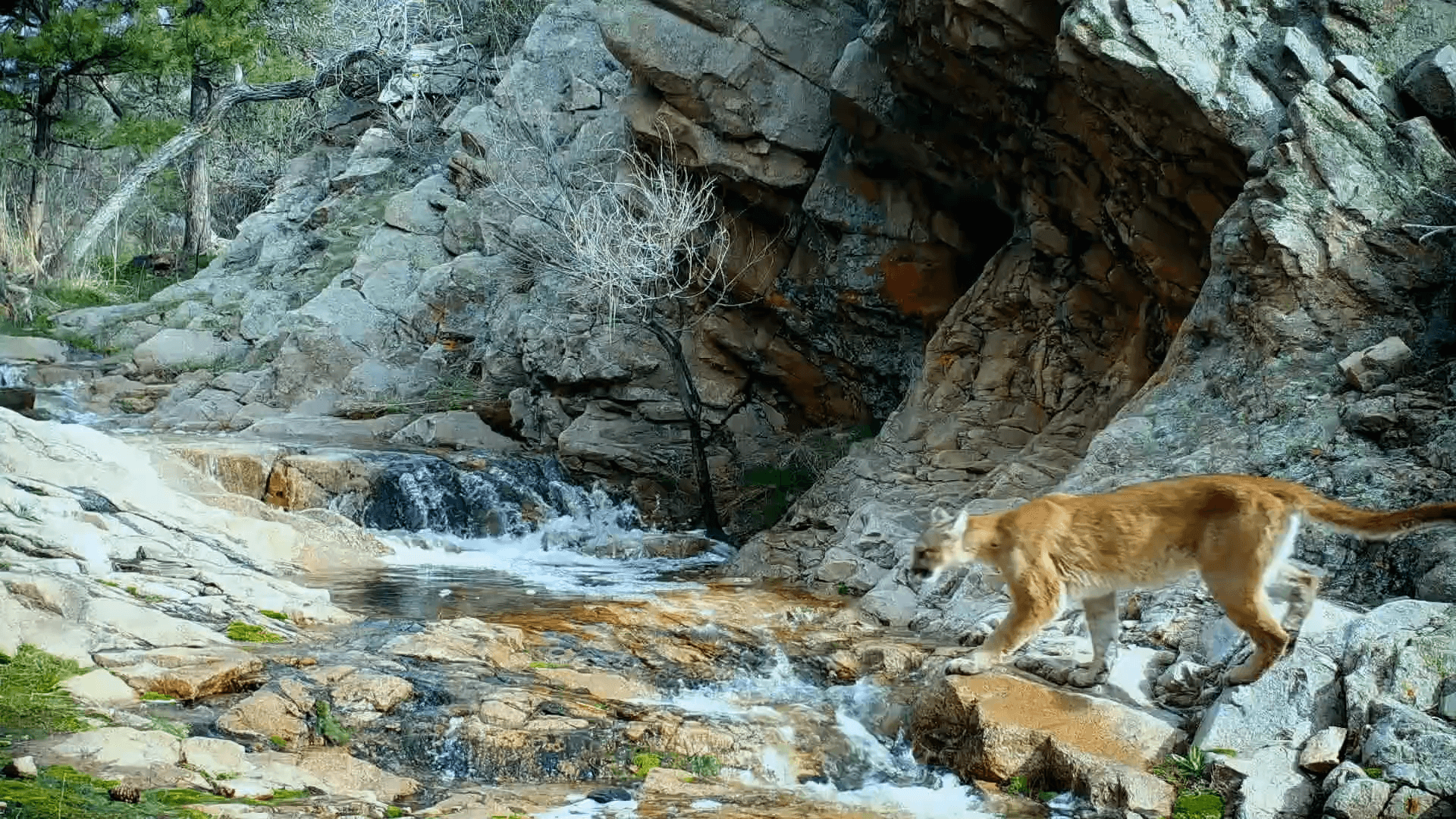 Mountain lion hero poster