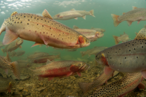 Cutthroat Trout