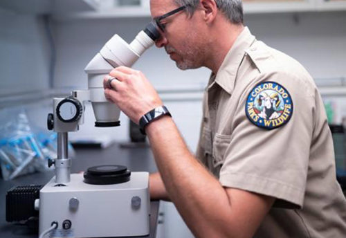 researcher looking through microscope