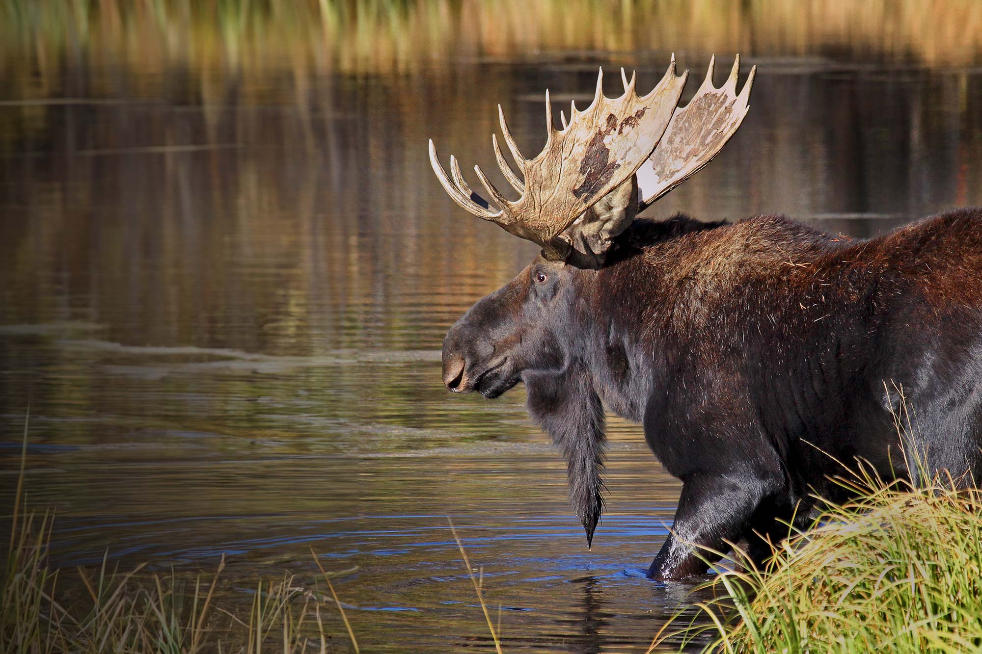 Colorado Moose