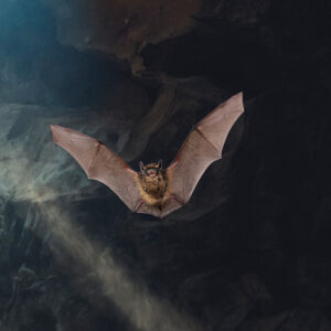 Bat