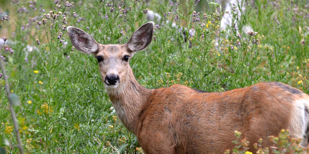 Photo of a Mule Deer Doe by Wayne D Lewis