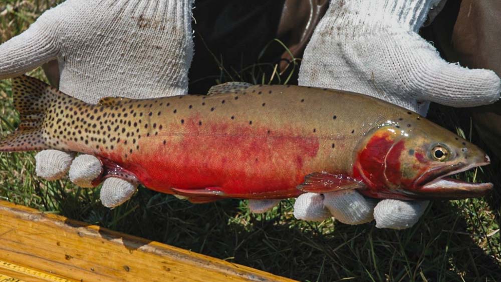 Gloved hands holding a Rainbow Trout